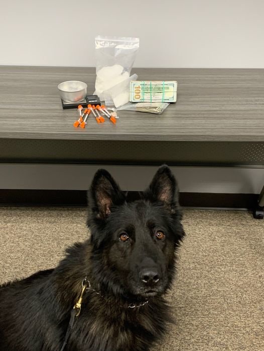 K-9 Titan with the Montgomery County Sheriff's Office poses with illegal drugs and cash recovered during a traffic stop in Crawfordsville on Monday morning. The driver, Brandon Buttery, 39, of Greencastle, faces multiple drug charges.